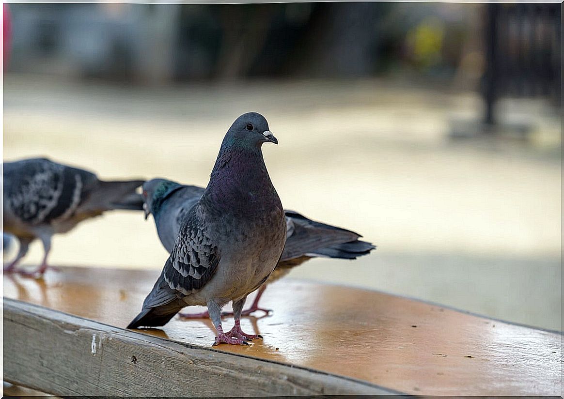 Colombophobia: pigeon panic