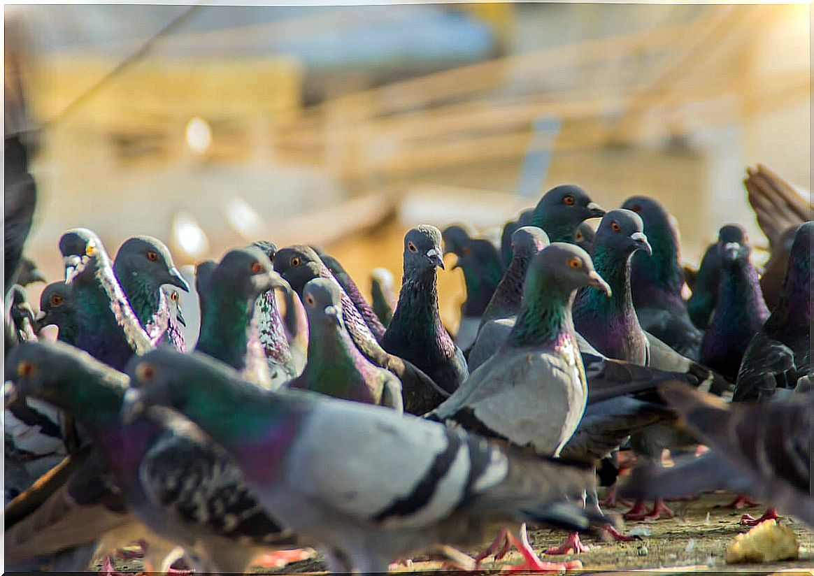 Many pigeons