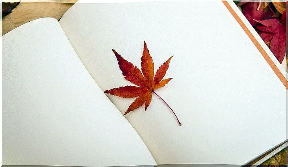 Book with blank sheets and a leaf of a tree between them