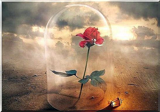 rose-under-glass