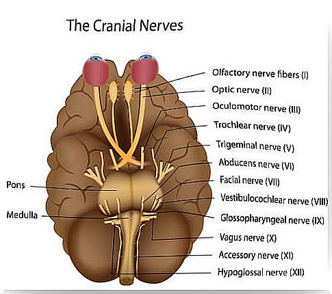 Brain with designated cranial nerves