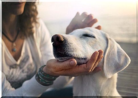 Dog with eyes closed while being petted